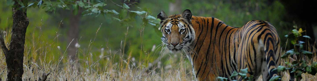 Bandhavgarh National Park Tiger Reserve